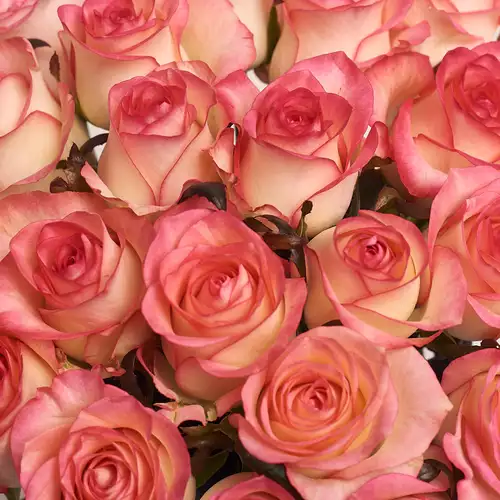 Product image Bouquet of 25 Roses Jumilia, packaging: Without packaging, vendor code: 2636