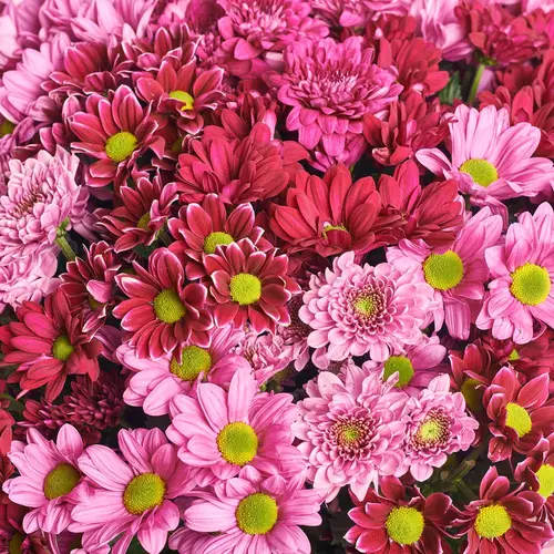 Product image Bouquet of 25 Pink Chrysanthemums Mix, packaging: Pink, vendor code: 2640