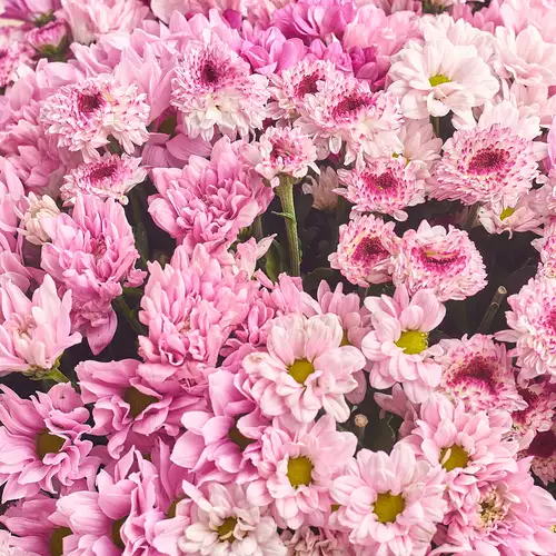 Product image Bouquet 41 Pink Chrysanthemum Mix, packaging: Blue, vendor code: 2641