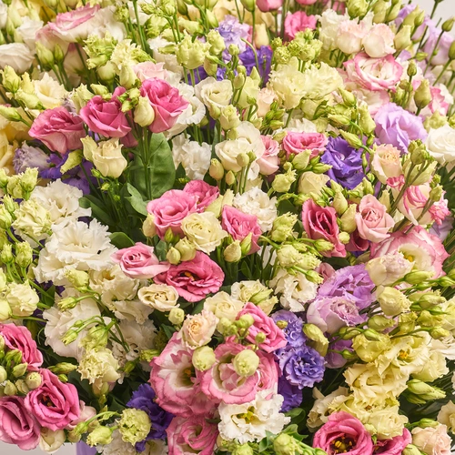 Product image Box of 101 Eustoma Mix, packaging: Purple, vendor code: 2648