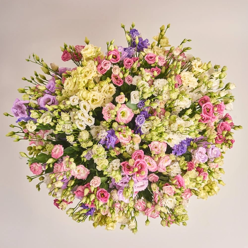 Product image Box of 75 Eustoma Mix, packaging: Powder, vendor code: 2649
