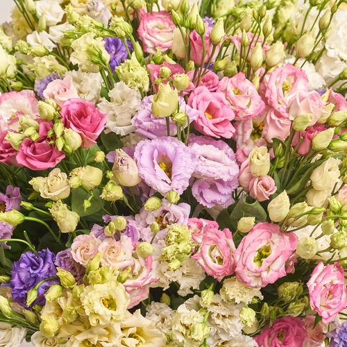 Product image Box of 75 Eustoma Mix, packaging: Powder, vendor code: 2649