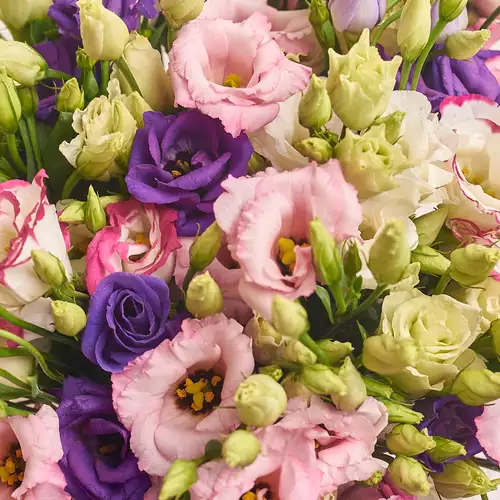 Product image Box of 19 Eustoma Mix, packaging: Purple, vendor code: 2655