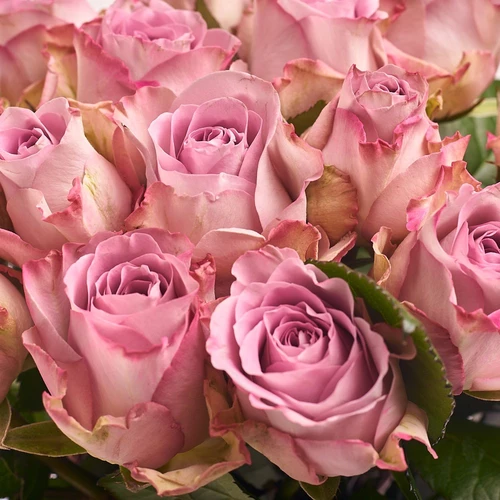Product image Bouquet of 25 Roses Memory Lane, packaging: Pink, vendor code: 2658