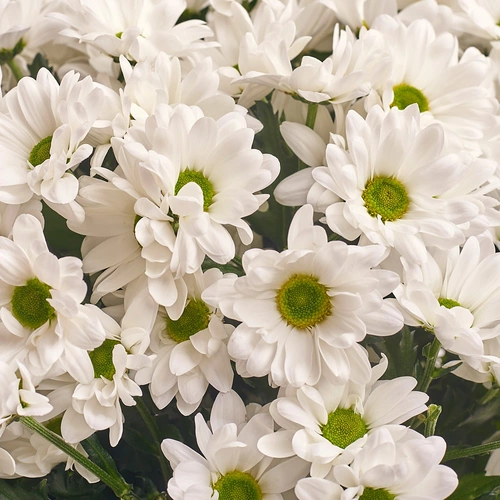 Product image Bouquet of 15 Chrysanthemums Daisies , packaging: Transparent, vendor code: 2671