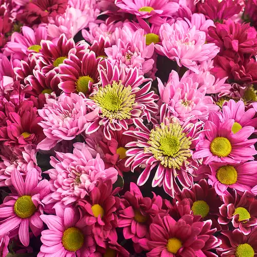 Product image Bouquet of 15 Pink Chrysanthemums Mix, packaging: Powder, vendor code: 2672
