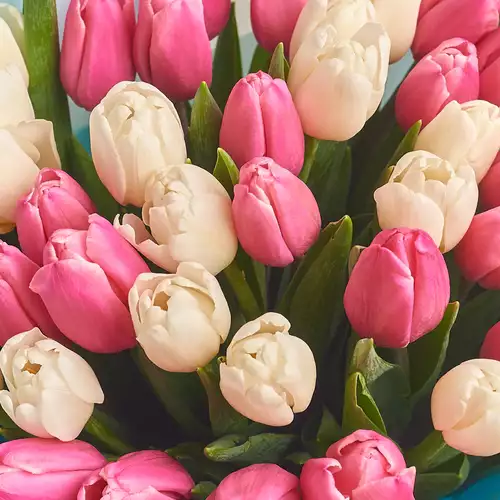 Product image Bouquet 51 Pink and White Tulip, packaging: Blue, vendor code: 2674