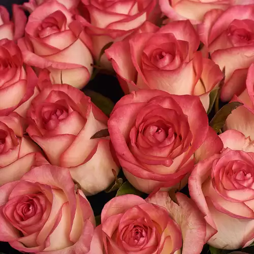 Product image Bouquet of 19 Roses Jumilia , packaging: 
Graphite, vendor code: 2676
