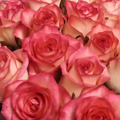 Product image Bouquet of 19 Roses Jumilia , packaging: Powder, vendor code: 2676