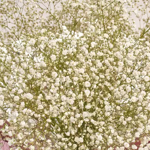 Product image Bouquet 15 Gypsophilus, packaging: Foil, vendor code: 2678