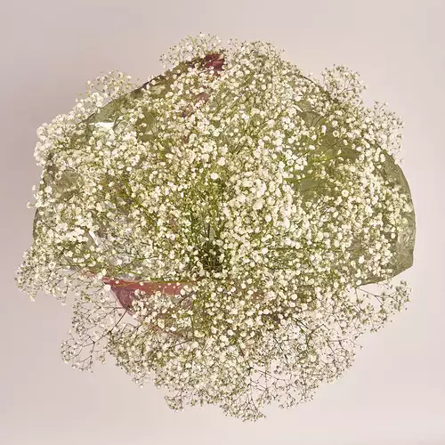 Product image Bouquet 15 Gypsophilus, packaging: Foil, vendor code: 2678