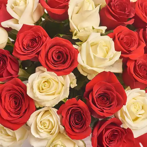 Product image Box of 51 Red and White Roses, packaging: Blue, vendor code: 2681