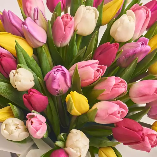 Product image Box of 51 Tulip Mix, packaging: Purple, vendor code: 2682