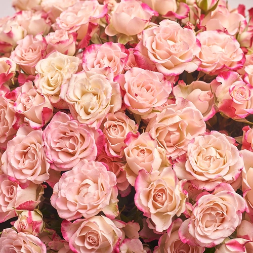 Product image Bouquet of 25 Reflex Spray Roses, packaging: Gray, vendor code: 2684