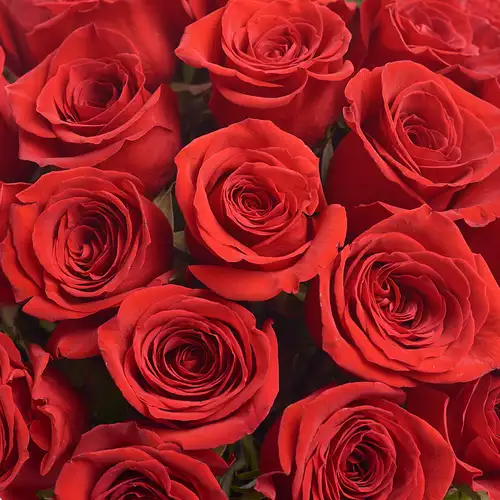 Product image Box of 51 Red Roses Grand Prix, packaging: Purple, vendor code: 2688