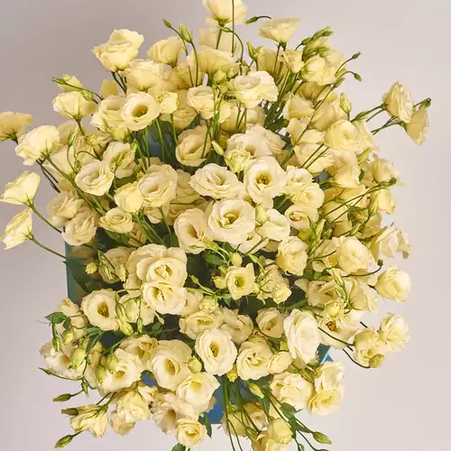 Product image Bouquet 31 Cream Eustoma, packaging: Gradiens light blue, vendor code: 2691