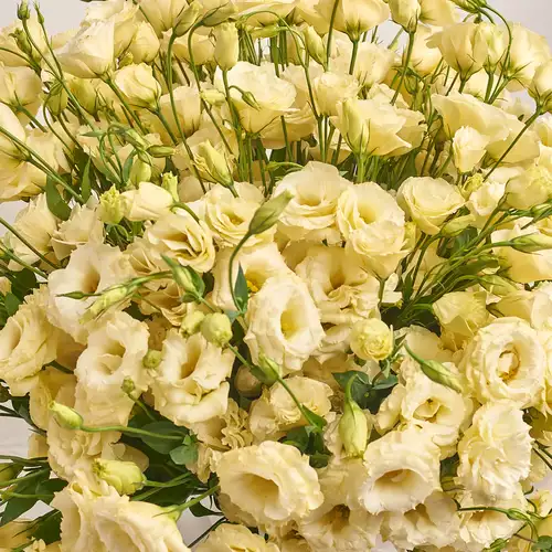 Product image Bouquet 31 Cream Eustoma, packaging: Gradiens light blue, vendor code: 2691