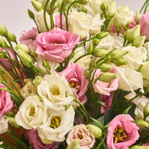 Product image Bouquet of 15 White and Pink Eustoma Mix, packaging: White, vendor code: 2693