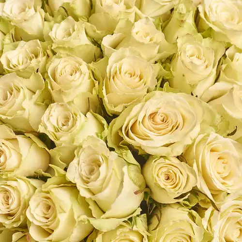 Product image Bouquet of 75 Roses of Athena, packaging: Powder, vendor code: 2700