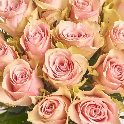 Product image Bouquet of 15 Roses Pink Athena, packaging: Red, vendor code: 2701