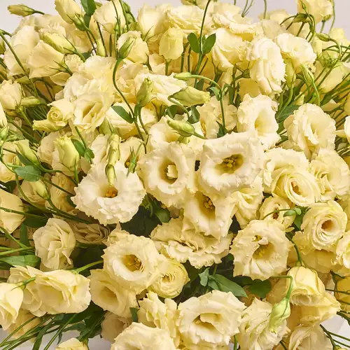 Product image Bouquet 101 Cream Eustoma, packaging: Purple, vendor code: 2702