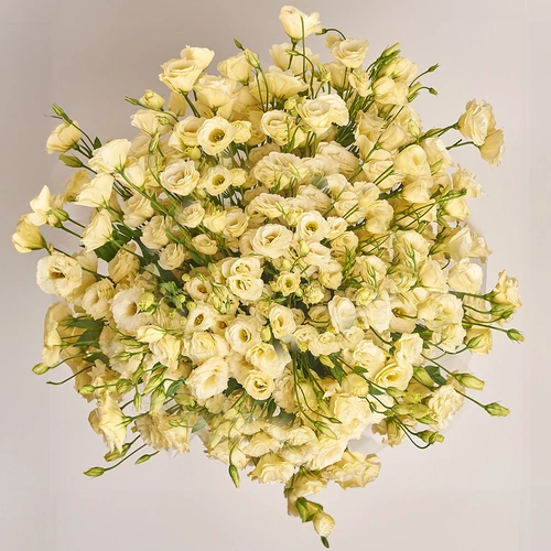 Product image Bouquet 101 Cream Eustoma, packaging: Purple, vendor code: 2702