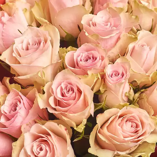 Product image Bouquet of 25 Roses Pink Athena, packaging: Red, vendor code: 2704