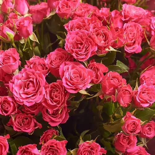 Product image Bouquet of 25 Hot pink Spray roses, packaging: 
Graphite, vendor code: 2706