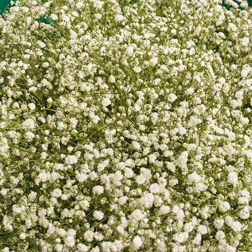 Product image Bouquet 25 Gypsophilus, packaging: Blue, vendor code: 2708