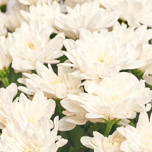Product image Bouquet of 11 White Chrysanthemums, packaging: Red, SKU: 2727