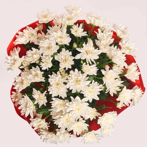 Product image Bouquet of 11 White Chrysanthemums, packaging: Red, SKU: 2727