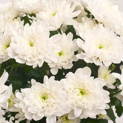 Product image Bouquet of 11 White Chrysanthemums , packaging: Blue, vendor code: 2727