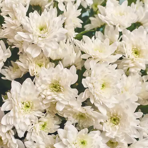 Product image Bouquet of 15 White Chrysanthemums, packaging: Coral, vendor code: 2728