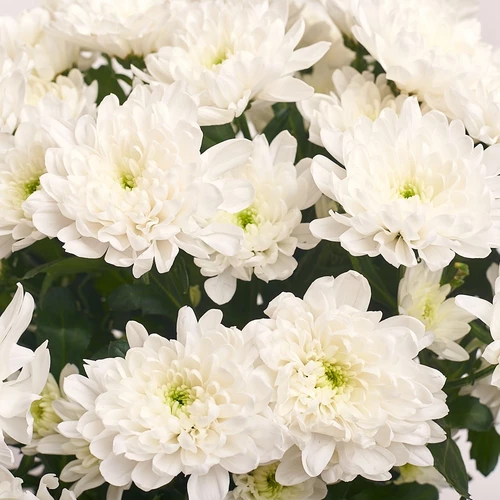 Product image Bouquet of 19 White Chrysanthemums , packaging: Blue, vendor code: 2729