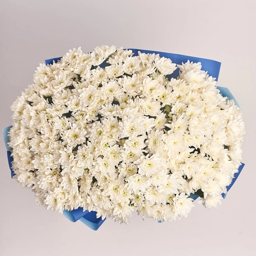 Product image Bouquet of 29 White Chrysanthemums, packaging: Gradiens blue, vendor code: 2730