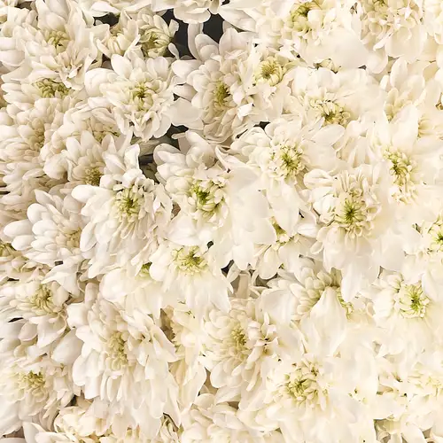 Product image Bouquet of 29 White Chrysanthemums, packaging: Gradiens blue, vendor code: 2730