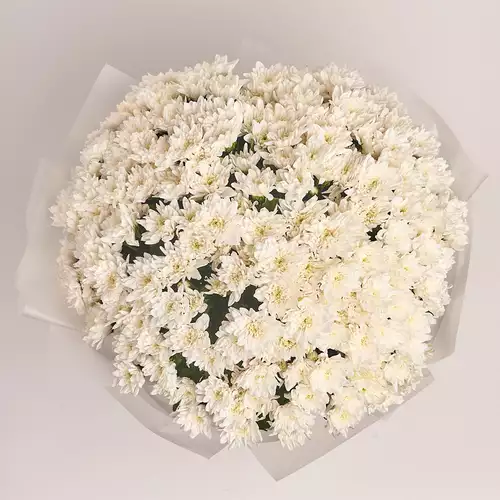 Product image Bouquet of 35 White Chrysanthemums, packaging: Transparent, vendor code: 2731