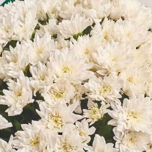 Product image Bouquet of 35 White Chrysanthemums, packaging: Green, vendor code: 2731