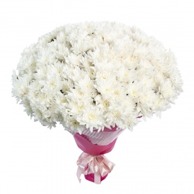 Bouquet of 35 White Chrysanthemums  