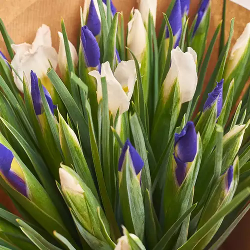 Product image Bouquet 51 Iris Mix, packaging: Blue, vendor code: 2735
