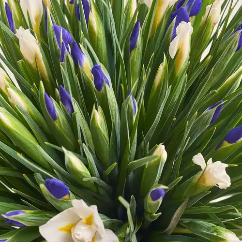 Product image Bouquet 101 Iris Mix, packaging: Transparent, vendor code: 2736
