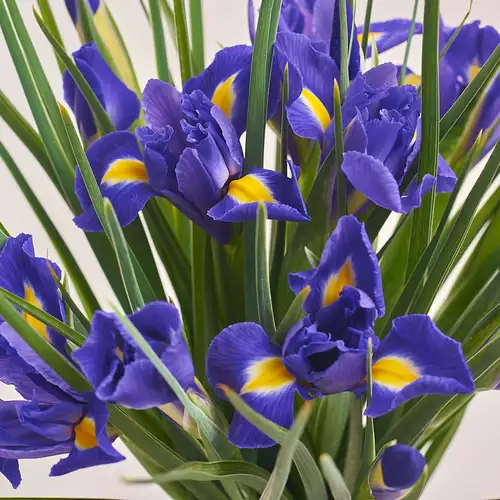 Product image Bouquet 101 Iris, packaging: White, vendor code: 2737