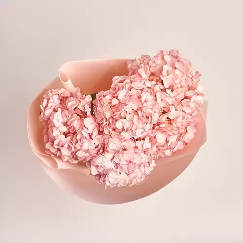 Product image Bouquet of 5 Pink Hydrangeas, packaging: Kafin cream, vendor code: 2739