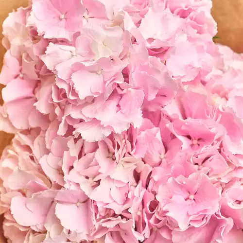 Product image Bouquet of 3 Pink Hydrangeas, packaging: 
Graphite, vendor code: 2742