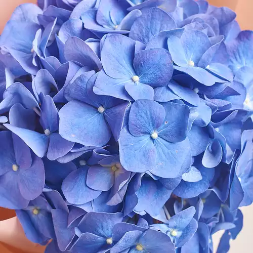 Product image Bouquet 1 Blue Hydrangea, packaging: Powder, vendor code: 2743