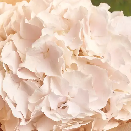 Product image Bouquet 1 White Hydrangea, packaging: Pink, vendor code: 2744