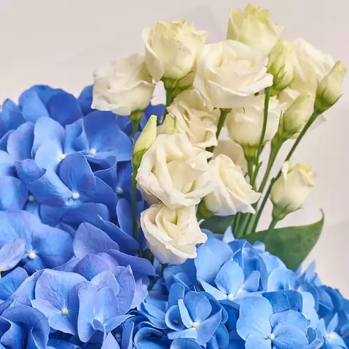 Product image Bouquet 3 Blue Hydrangeas and Eustoma, packaging: White, vendor code: 2745
