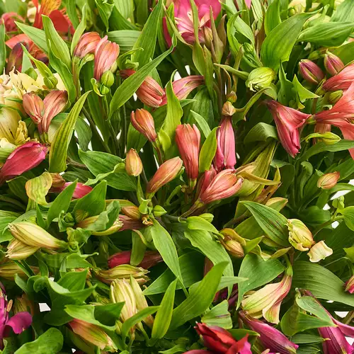 Product image Bouquet 35 Alstroemeria Mix, packaging: Gradiens pink, vendor code: 2746