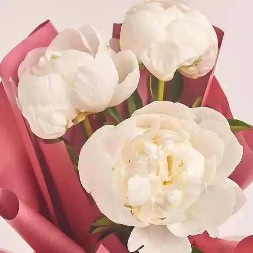 Product image Bouquet of 3 White Peonies, packaging: Coral, vendor code: 2747