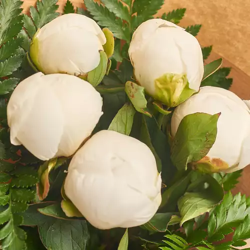 Product image Bouquet of 5 White Peonies, packaging: Сraft, vendor code: 2748